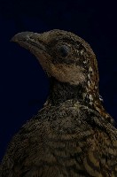 藏品(深山竹雞)的圖片